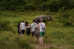Samui: Kokoskultur og elefanter: en bærekraftig reise