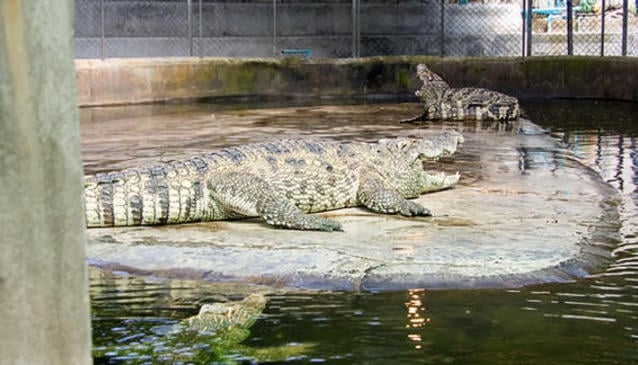 Samui Crocodile Farm