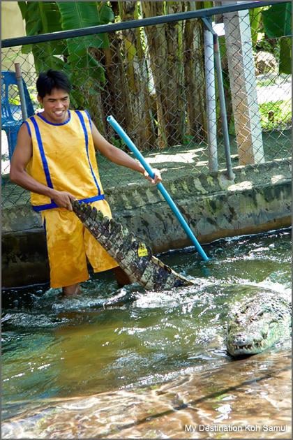 Samui Crocodile Farm