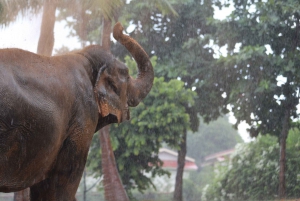 Koh Samui: Ethical Elephant Observation Half-Day Tour