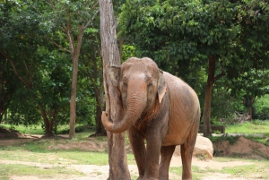 Koh Samui: Ethical Elephant Observation Half-Day Tour