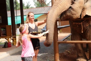 Samui: Feeding Program at the Elephant Home Nursery