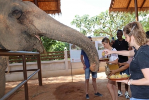 Samui: Full day Iocal Tour with Elephant Home Sanctuary
