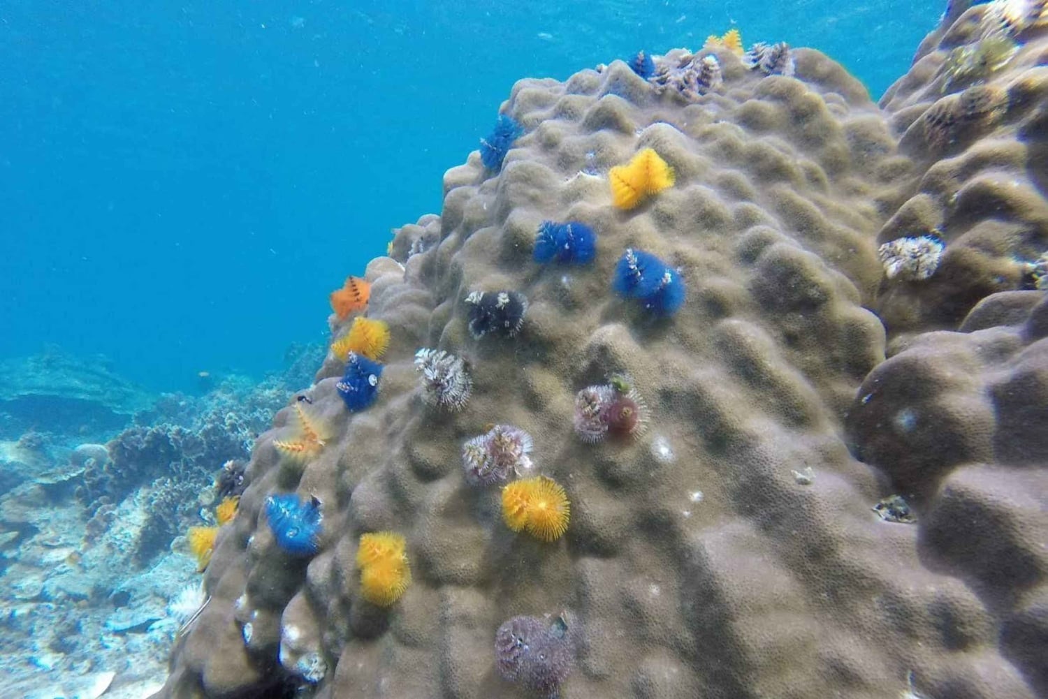 Samui: Mr. Tus 3-öars signaturbåttur till Koh Nangyuan