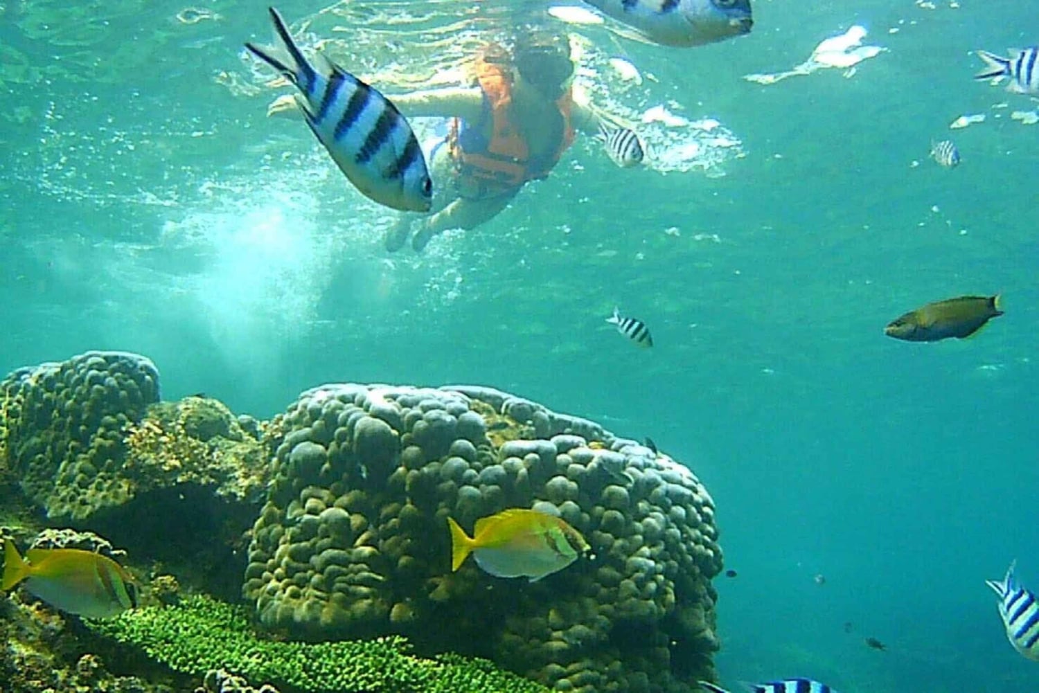 Samui: Mr. Tus 3-öars signaturbåttur till Koh Nangyuan