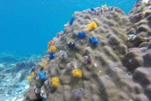 サムイ島：Mr. Tuのナンユアン島行き3島シグネチャーボートツアー