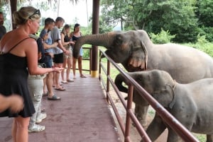 Samui: Det første elefantmuseet og jungelvandring med elefant