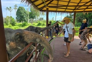 Samui: Det første elefantmuseet og jungelvandring med elefant