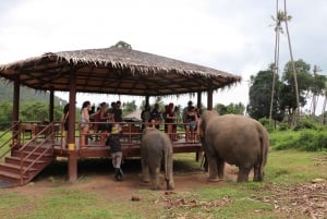 Samui: Det første elefantmuseet og jungelvandring med elefant