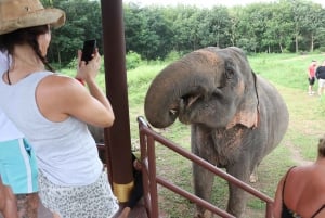 Samui: Det første elefantmuseet og jungelvandring med elefant