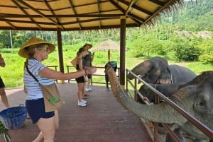 Samui: Det første elefantmuseet og jungelvandring med elefant