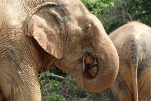 Samui: Det første elefantmuseet og jungelvandring med elefant