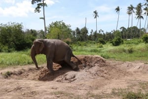 Samui: Det første elefantmuseet og jungelvandring med elefant