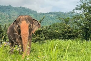 Samui: Det første elefantmuseet og jungelvandring med elefant