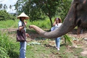 Samui: Det første elefantmuseet og jungelvandring med elefant