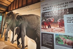 Samui: Elephant Home Sanctuary and the first elephant museum