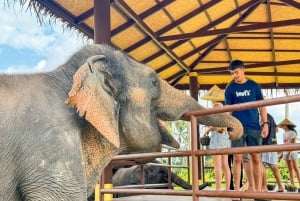 Samui: Elephant Home Sanctuary and the first elephant museum