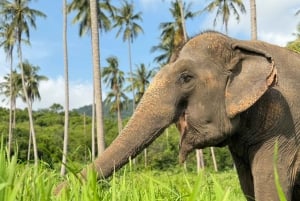 Samui: Elephant Home Sanctuary and the first elephant museum