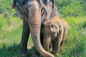 Samui: Elephant Home Sanctuary and the first elephant museum