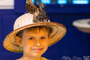 Krakova: 4 sokkeloa ja elävien perhosten museon sisäänpääsy