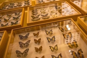 Krakau: 'House of Attractions' 4 attracties