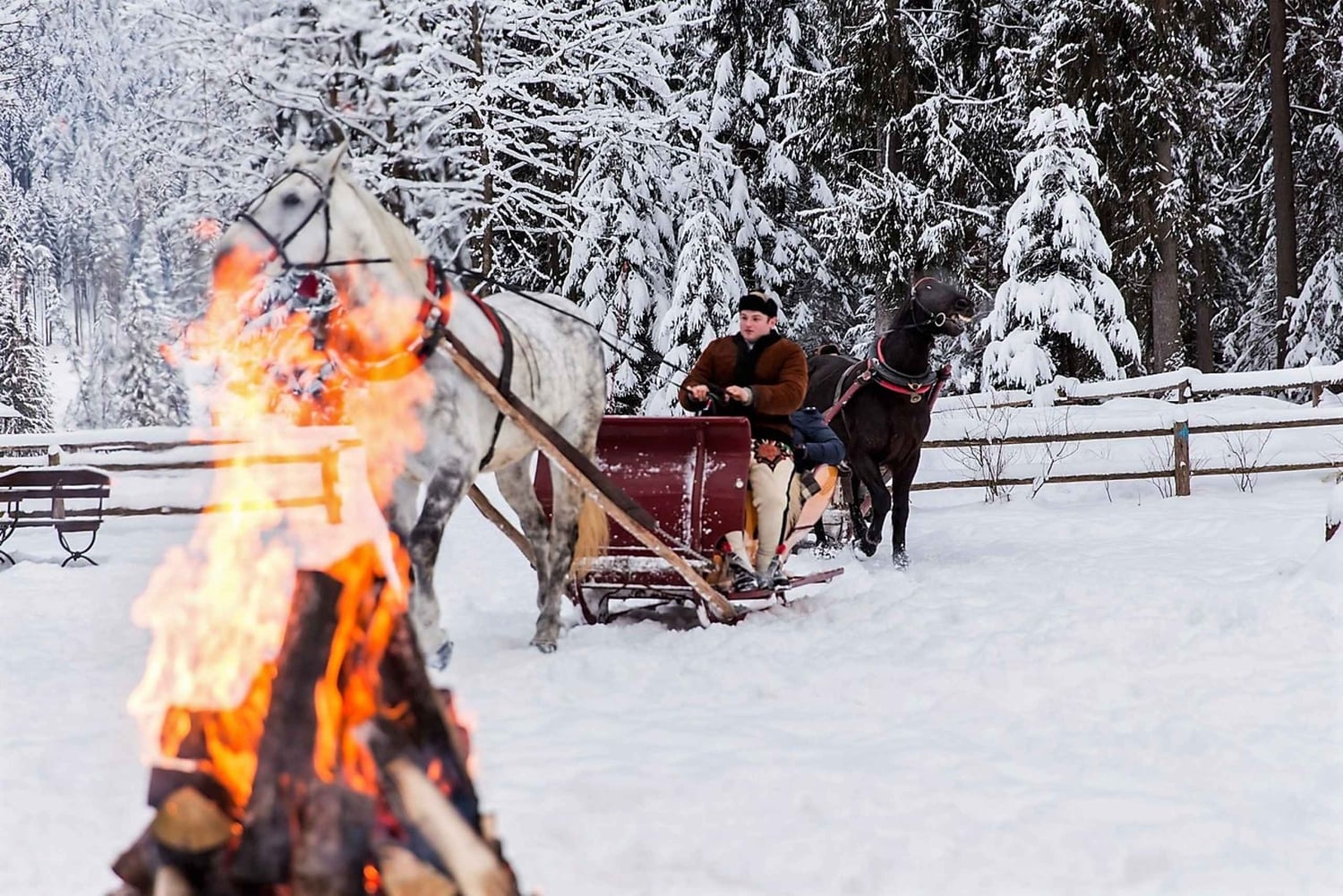 Fram Cracovia: Paseo en trineo por los montes Tatra en Zakopane