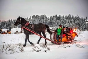 Fram Cracovia: Paseo en trineo por los montes Tatra en Zakopane