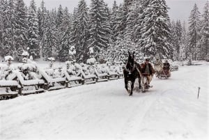 Fram Cracovia: Paseo en trineo por los montes Tatra en Zakopane
