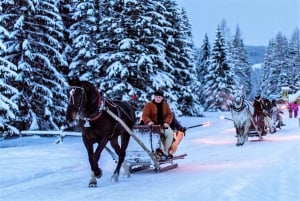 Fram Cracovia: Paseo en trineo por los montes Tatra en Zakopane