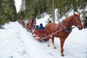 Fram Cracovia: Paseo en trineo por los montes Tatra en Zakopane