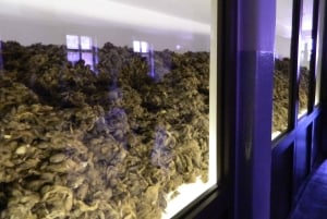 Fra Krakow: Auschwitz-Birkenau-tur med transport