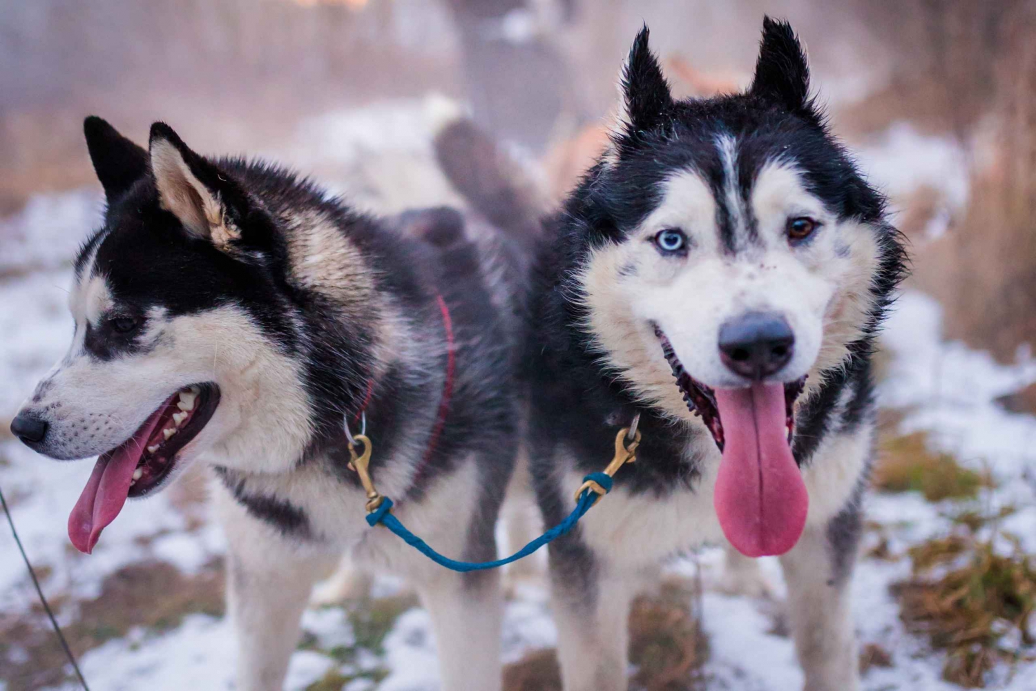 Da Cracovia: Giro in slitta trainata da cani sui Monti Tatra