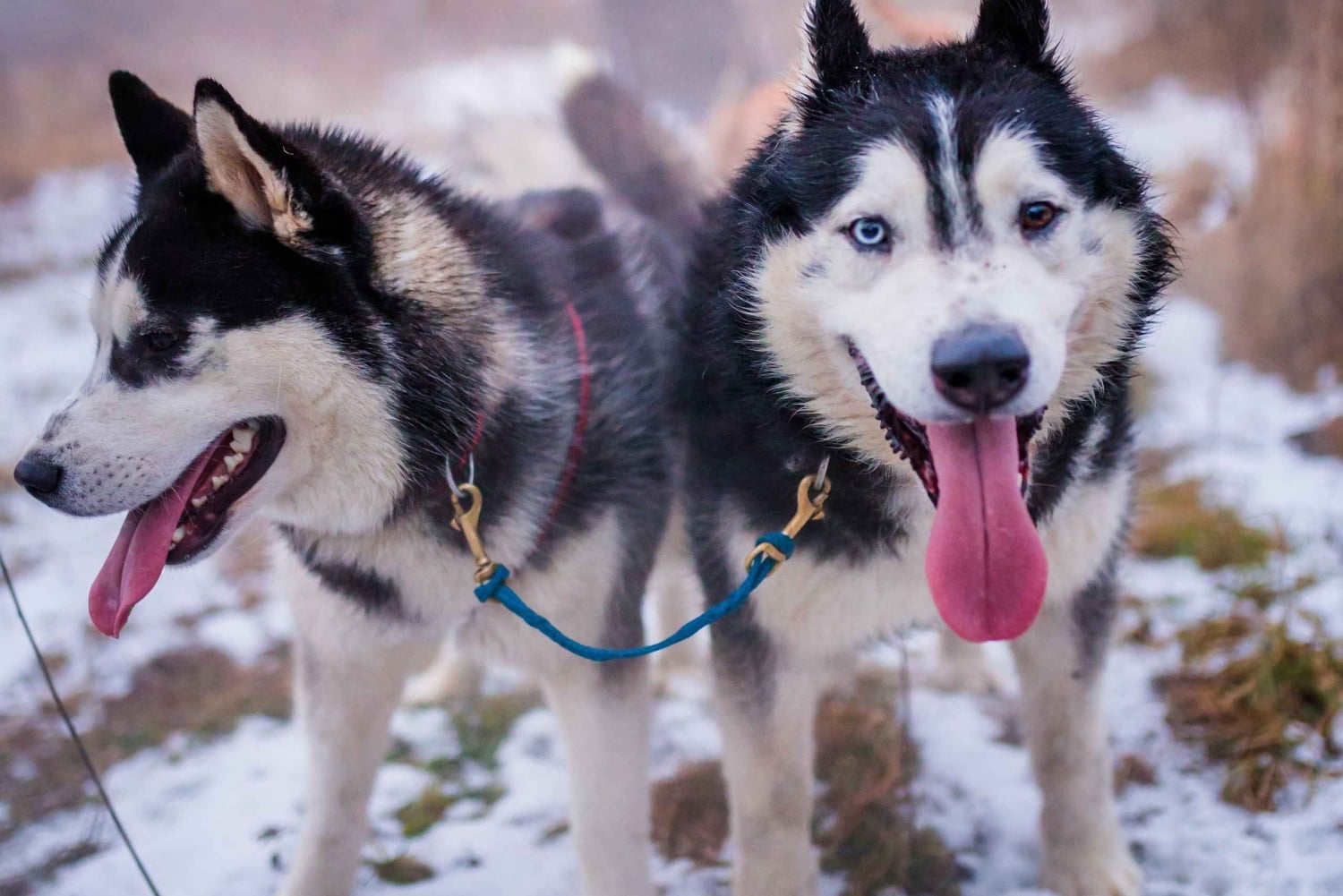 Da Cracovia: Giro in slitta trainata da cani sui Monti Tatra