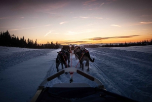 From Krakow: Dogsled Ride in Tatra Mountain