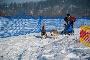From Krakow: Dogsled Ride in Tatra Mountain