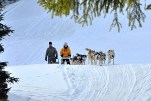 Depuis Cracovie : Promenade en traîneau à chiens dans les Tatras