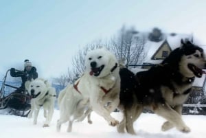 Desde Cracovia: Paseo en trineo tirado por perros por los montes Tatra