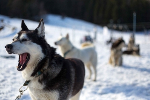 Från Krakow: Hundspannstur i Tatrabergen