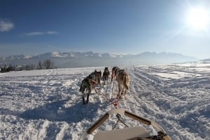 De Cracóvia: Passeio de trenó puxado por cães na montanha Tatra