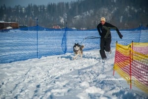 Desde Cracovia: Paseo en trineo tirado por perros por los montes Tatra