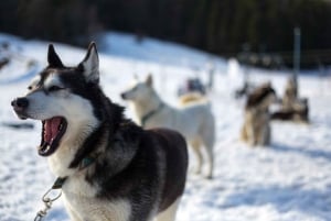 Da Cracovia: Giro in slitta trainata da cani sui Monti Tatra