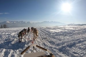 Da Cracovia: Giro in slitta trainata da cani sui Monti Tatra