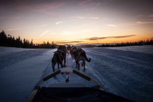Da Cracovia: Giro in slitta trainata da cani sui Monti Tatra