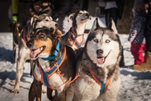Da Cracovia: Giro in slitta trainata da cani sui Monti Tatra