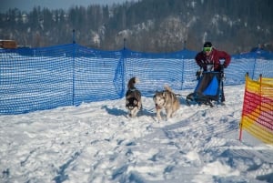 Da Cracovia: Giro in slitta trainata da cani sui Monti Tatra
