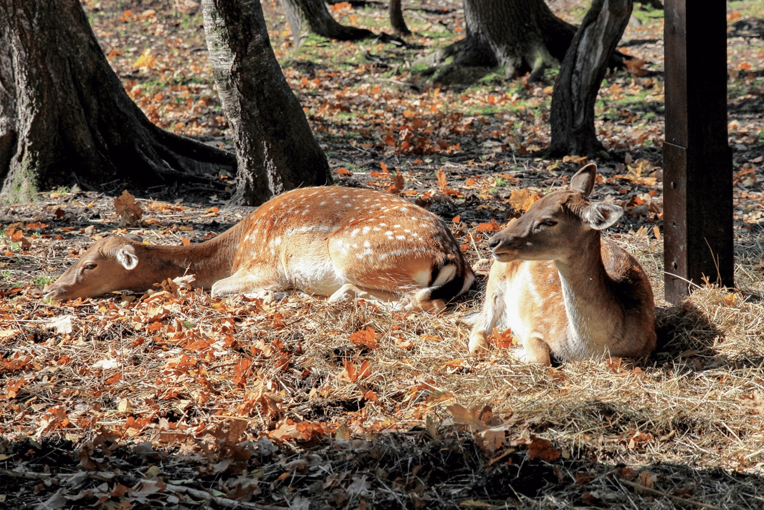 Von Krakau aus: Tagestour zum Schloss Pszczyna und zum Bisonreservat