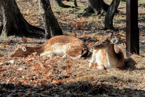 Von Krakau aus: Tagestour zum Schloss Pszczyna und zum Bisonreservat