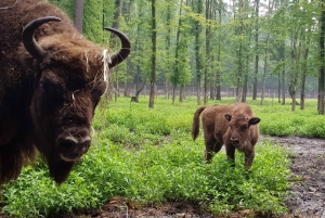 Von Krakau aus: Tagestour zum Schloss Pszczyna und zum Bisonreservat