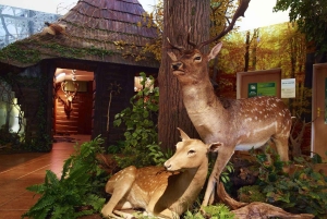 Von Krakau aus: Tagestour zum Schloss Pszczyna und zum Bisonreservat