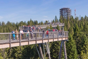 From Krakow: Slovakia Treetop Walk Bachledka Private Tour